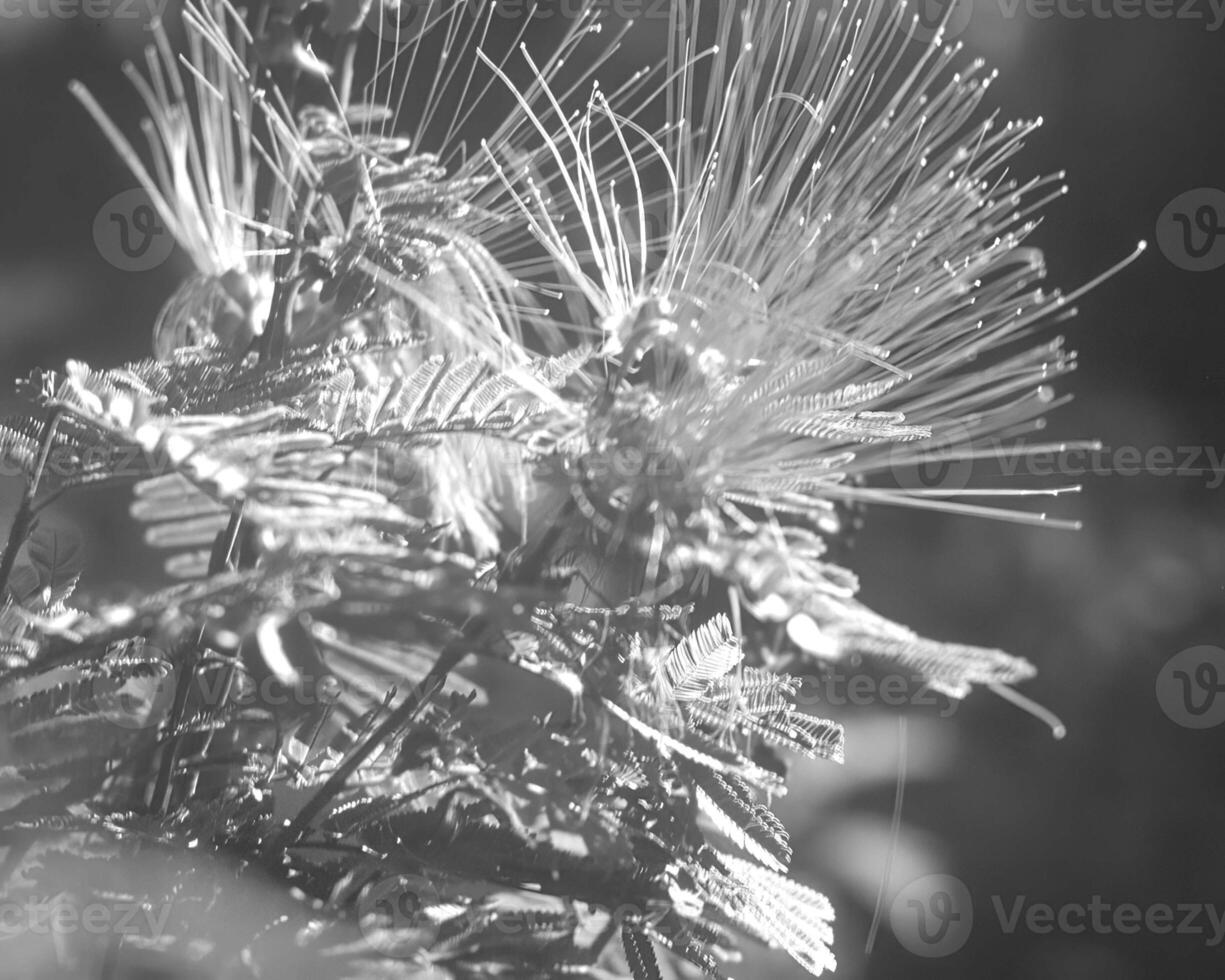Flowers black and white photo background. Summer flowers close view