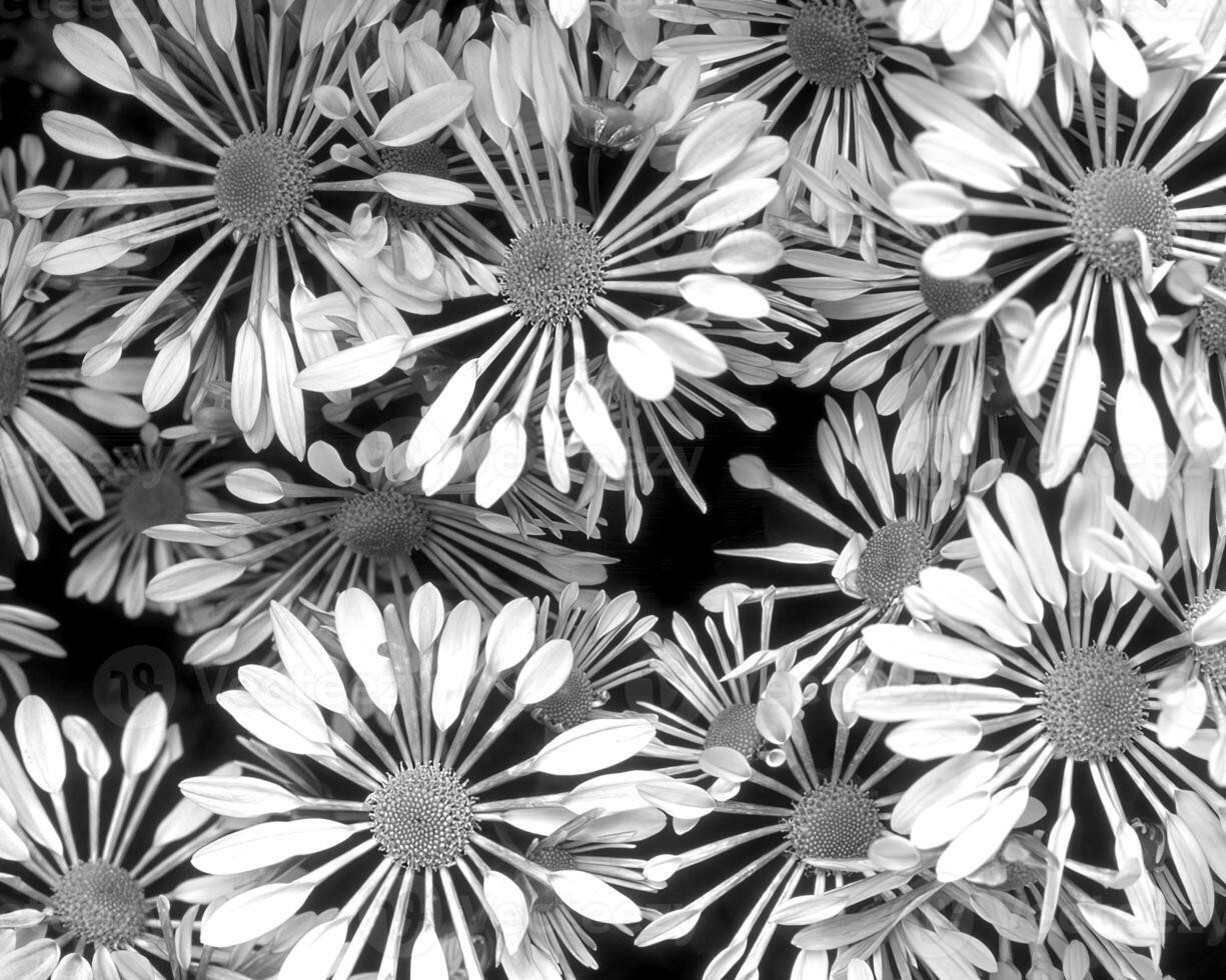 Flowers black and white photo background. Summer flowers close view