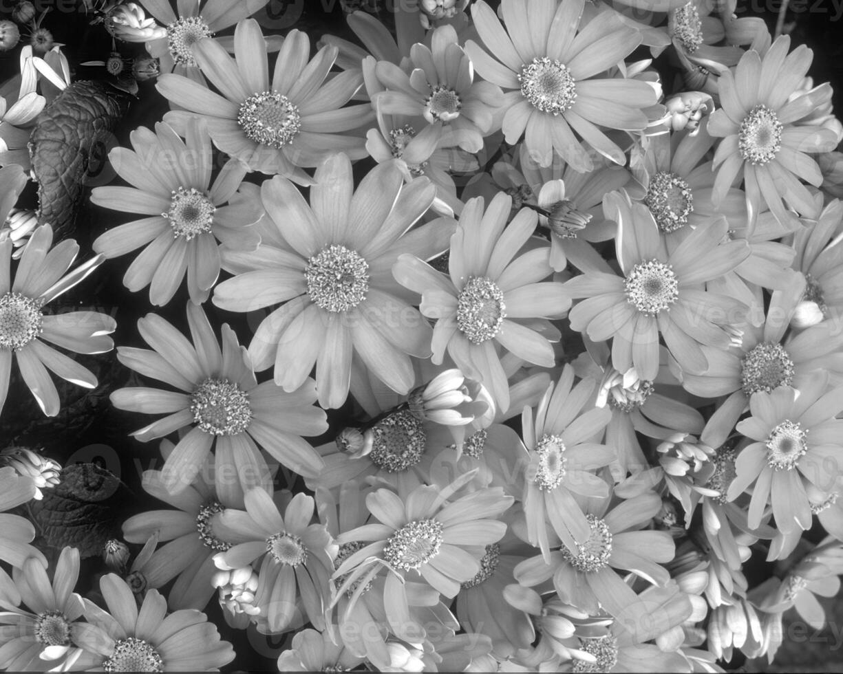 Flowers black and white photo background. Summer flowers close view