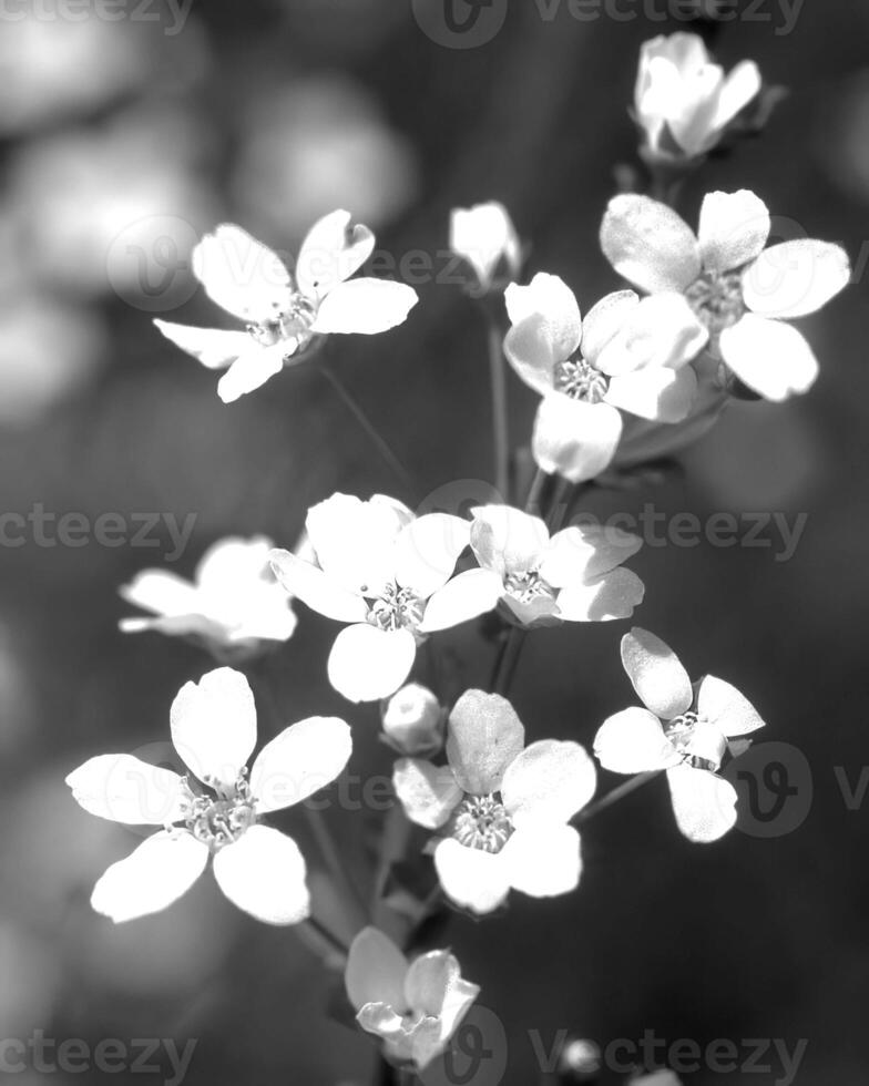 Flowers black and white photo background. Summer flowers close view