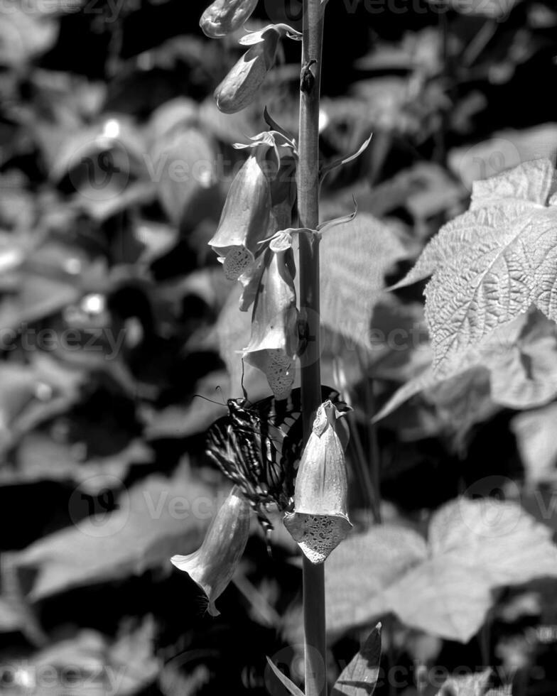 Flowers black and white photo background. Summer flowers close view
