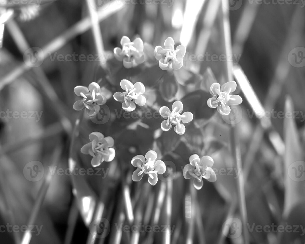 Flowers black and white photo background. Summer flowers close view