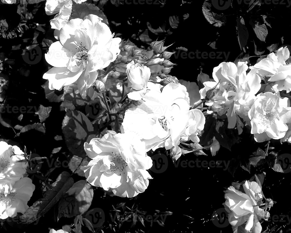 Flowers black and white photo background. Summer flowers close view