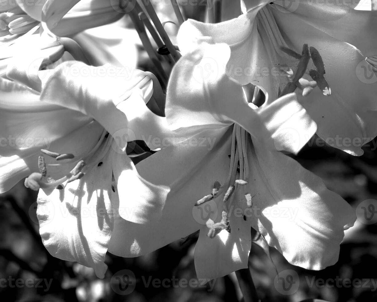 Flowers black and white photo background. Summer flowers close view