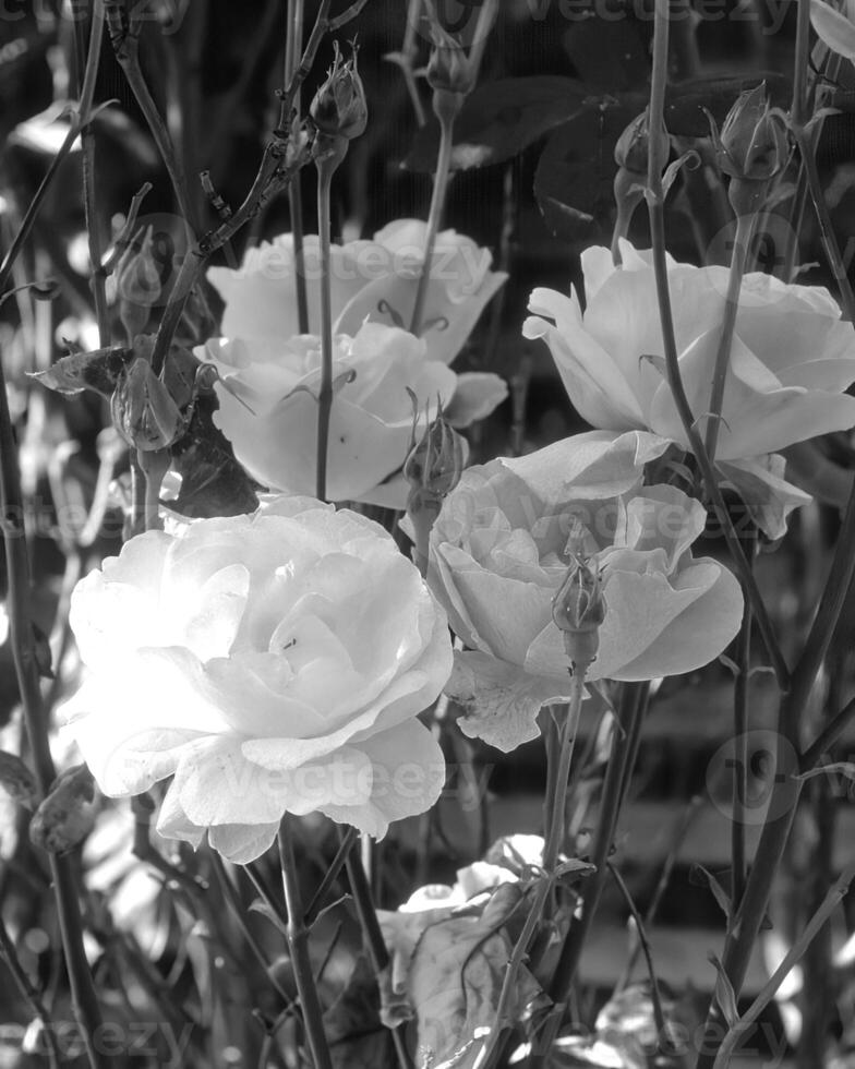 Flowers black and white photo background. Summer flowers close view