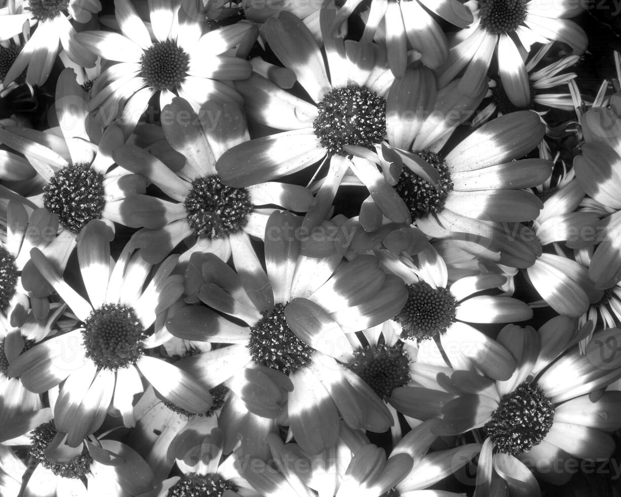 Flowers black and white photo background. Summer flowers close view