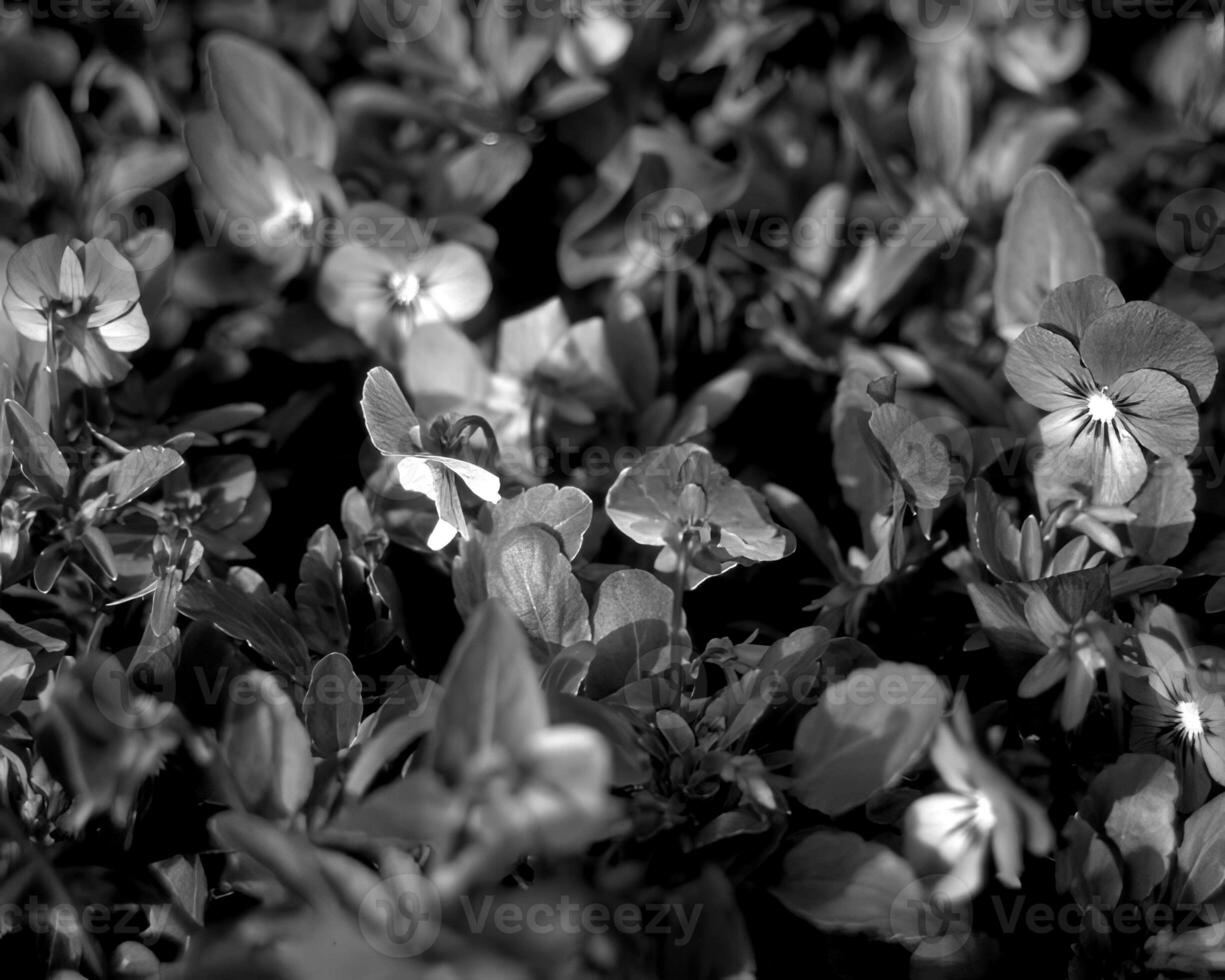 Flowers black and white photo background. Summer flowers close view