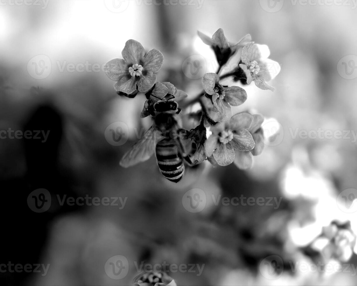 Flowers black and white photo background. Summer flowers close view