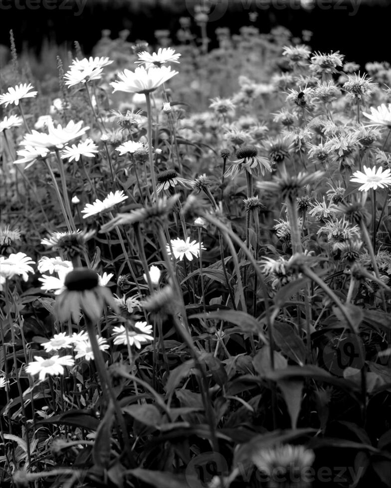 Flowers black and white photo background. Summer flowers close view
