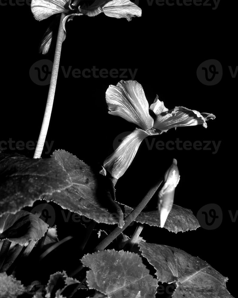 Flowers black and white photo background. Summer flowers close view