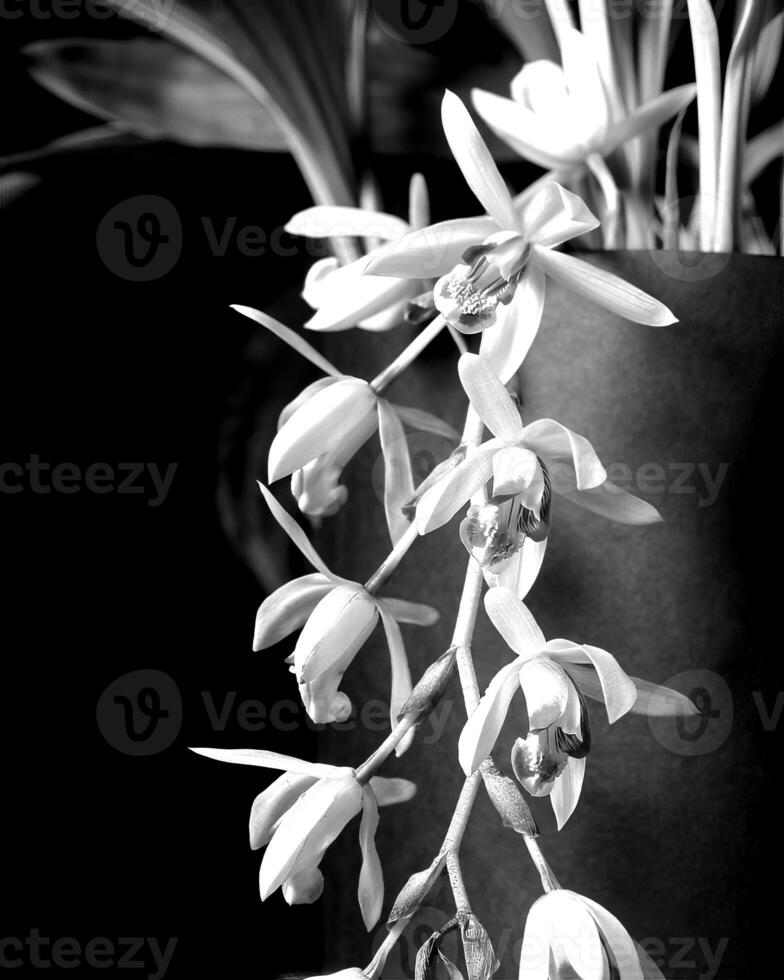 Flowers black and white photo background. Summer flowers close view