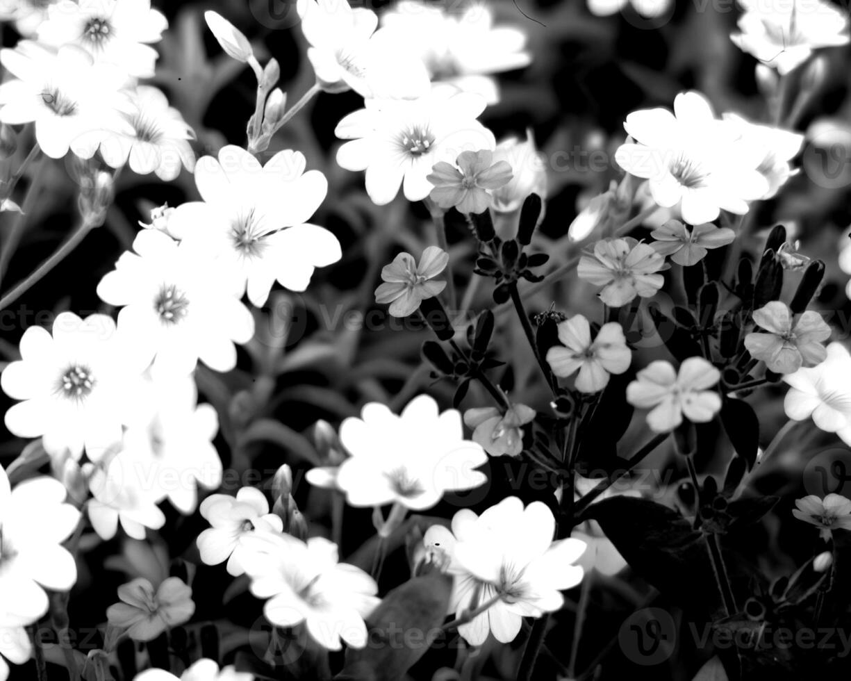 Flowers black and white photo background. Summer flowers close view