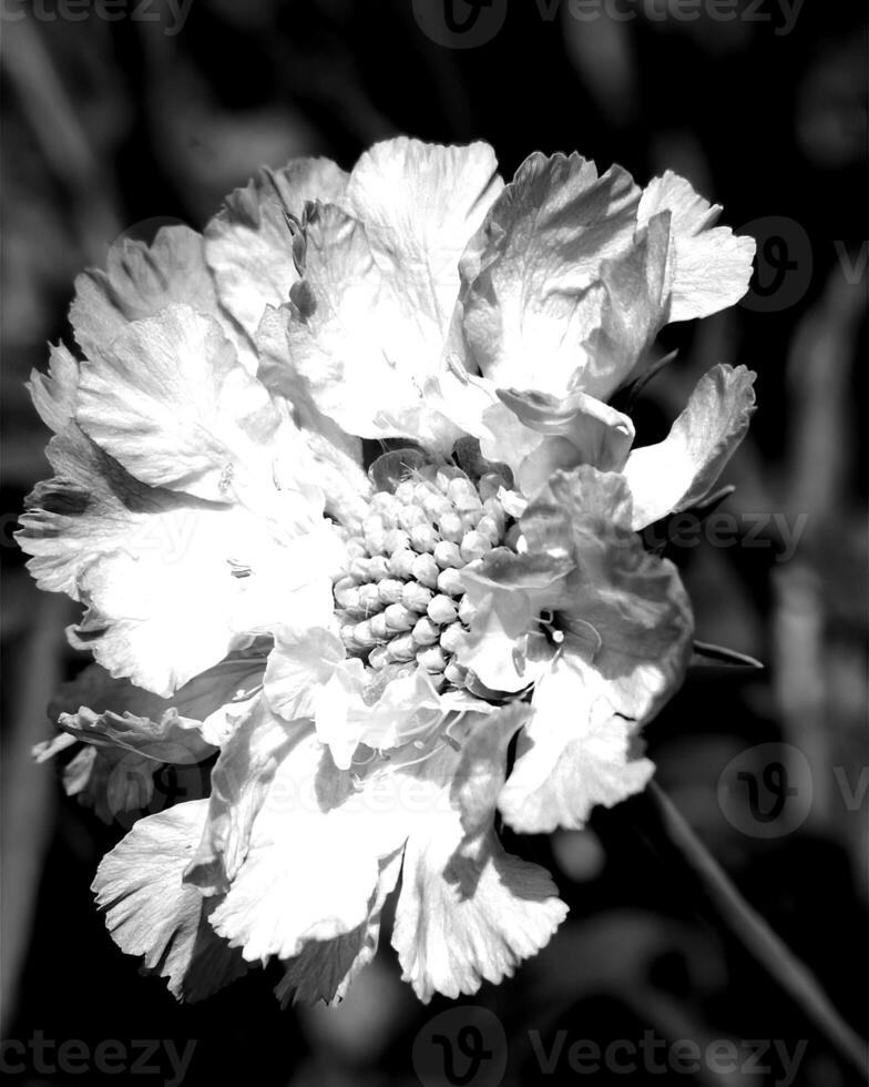 Flowers black and white photo background. Summer flowers close view