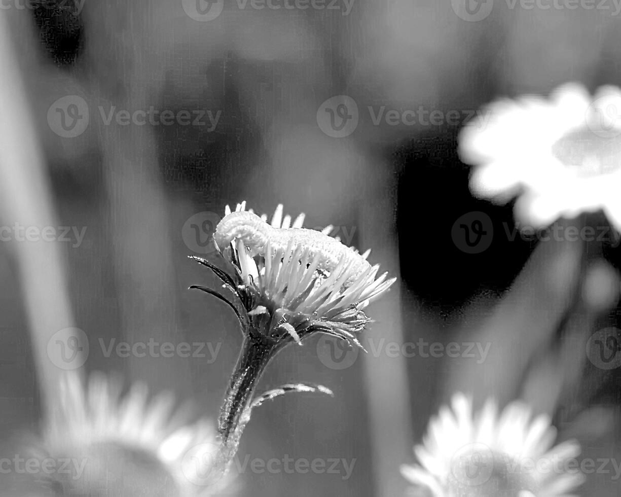 Flowers black and white photo background. Summer flowers close view