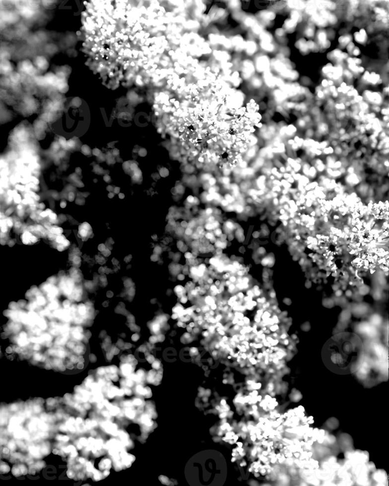 Flowers black and white photo background. Summer flowers close view