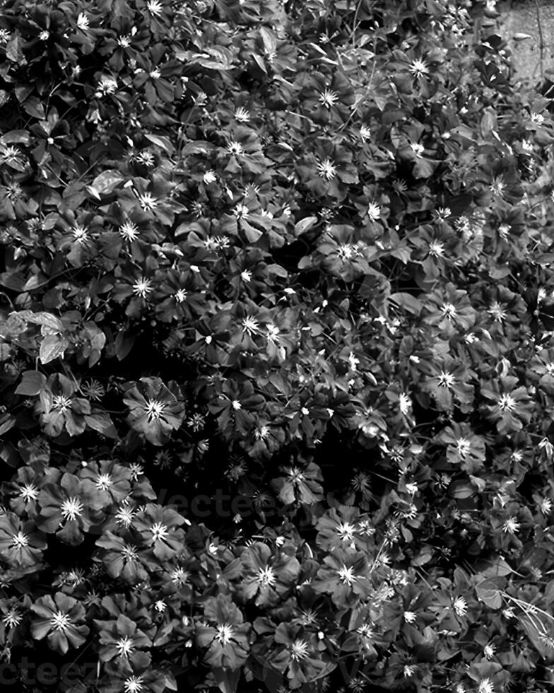Flowers black and white photo background. Summer flowers close view