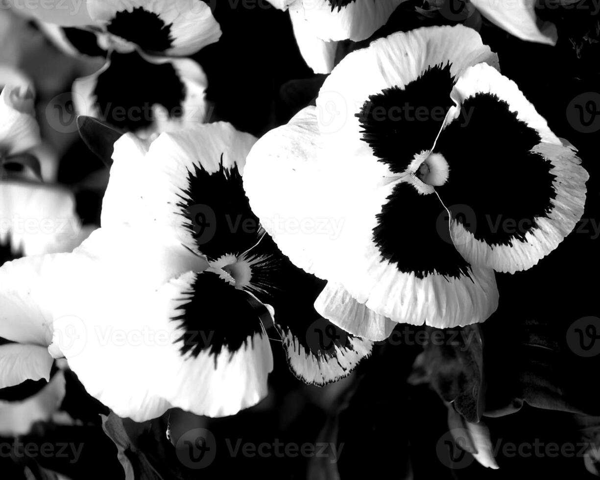 Flowers black and white photo background. Summer flowers close view