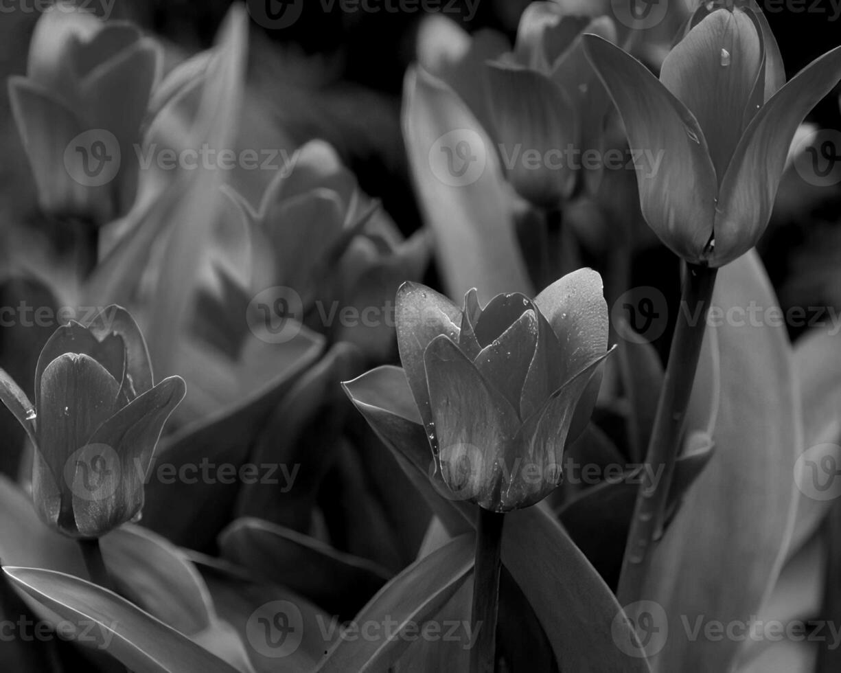 Flowers black and white photo background. Summer flowers close view