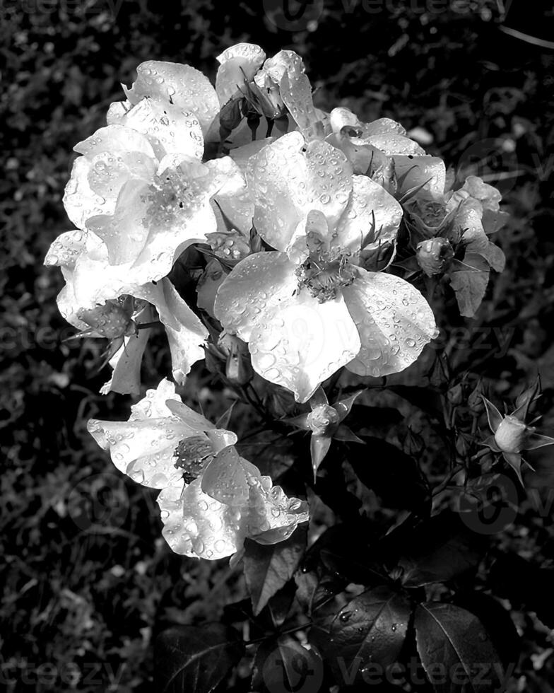 Flowers black and white photo background. Summer flowers close view