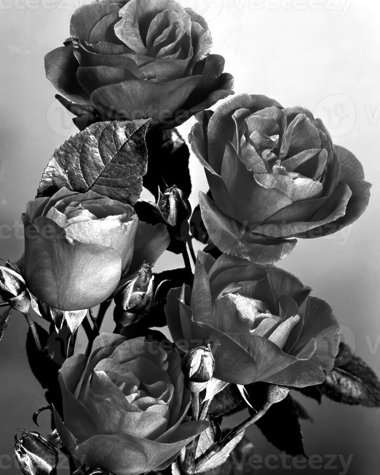 Flowers black and white photo background. Summer flowers close view