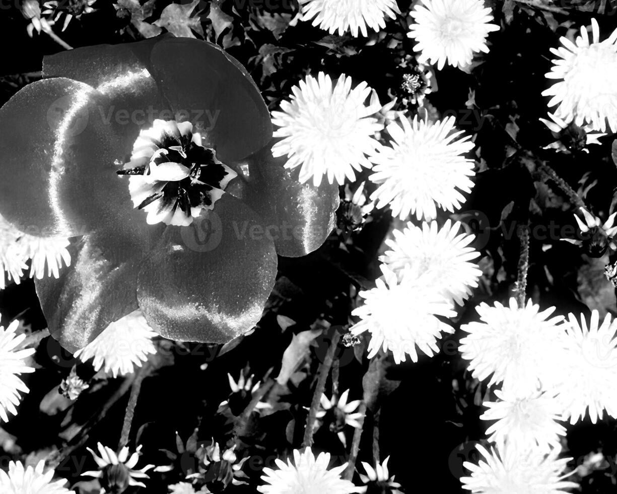 Flowers black and white photo background. Summer flowers close view