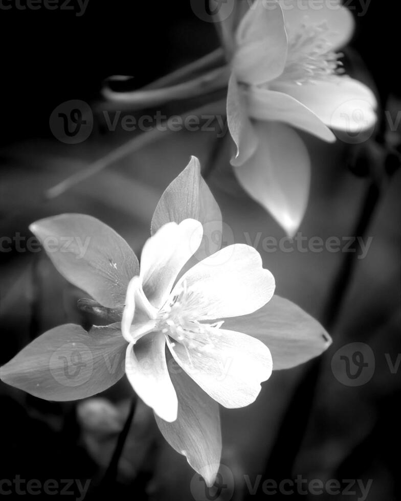 Flowers black and white photo background. Summer flowers close view