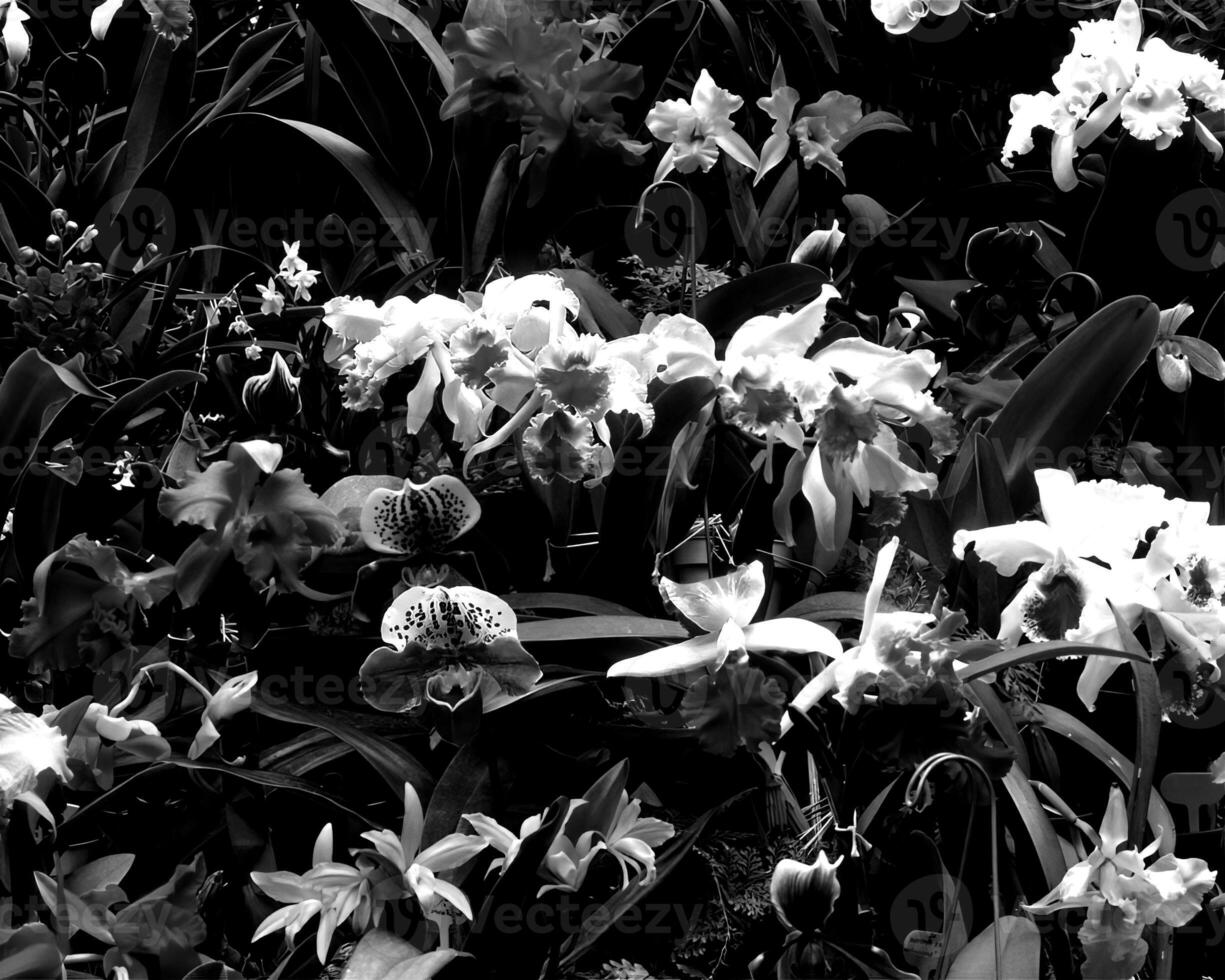 Flowers black and white photo background. Summer flowers close view