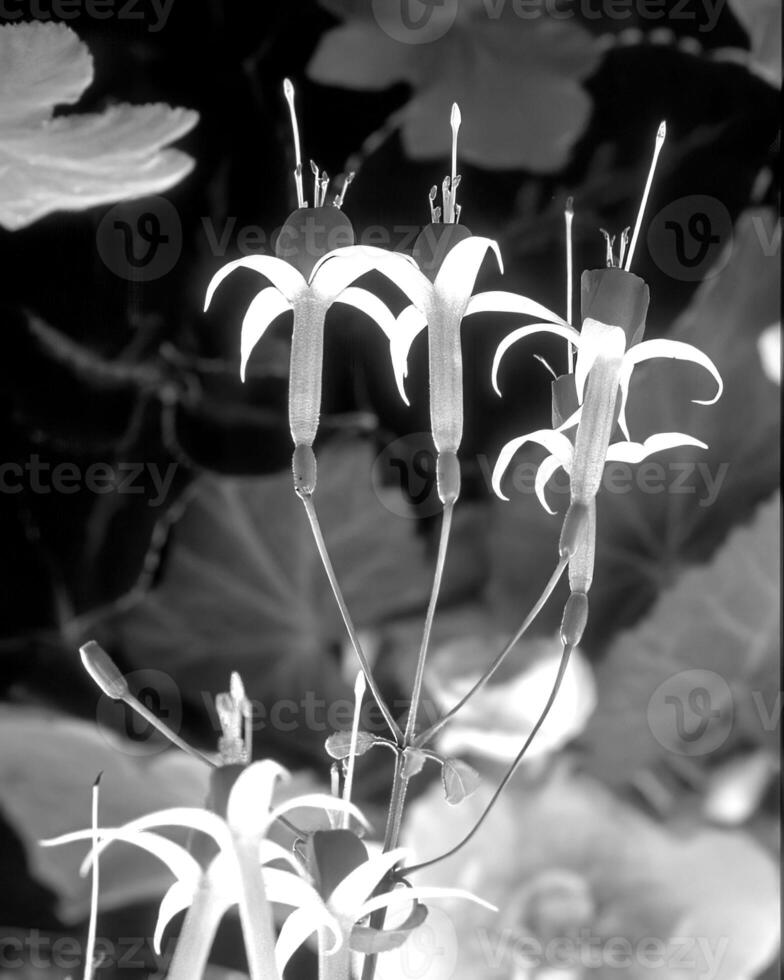 Flowers black and white photo background. Summer flowers close view
