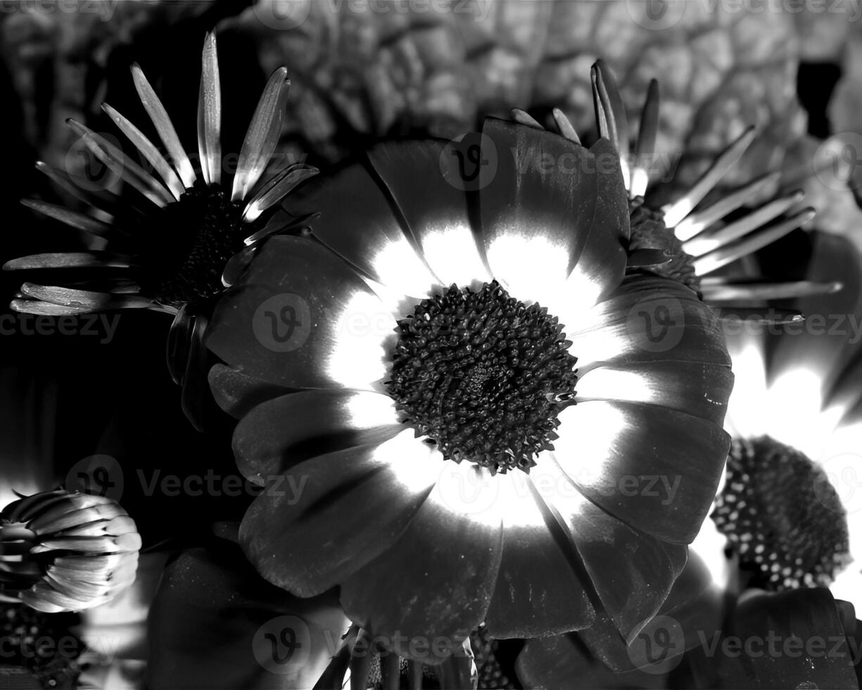 Flowers black and white photo background. Summer flowers close view