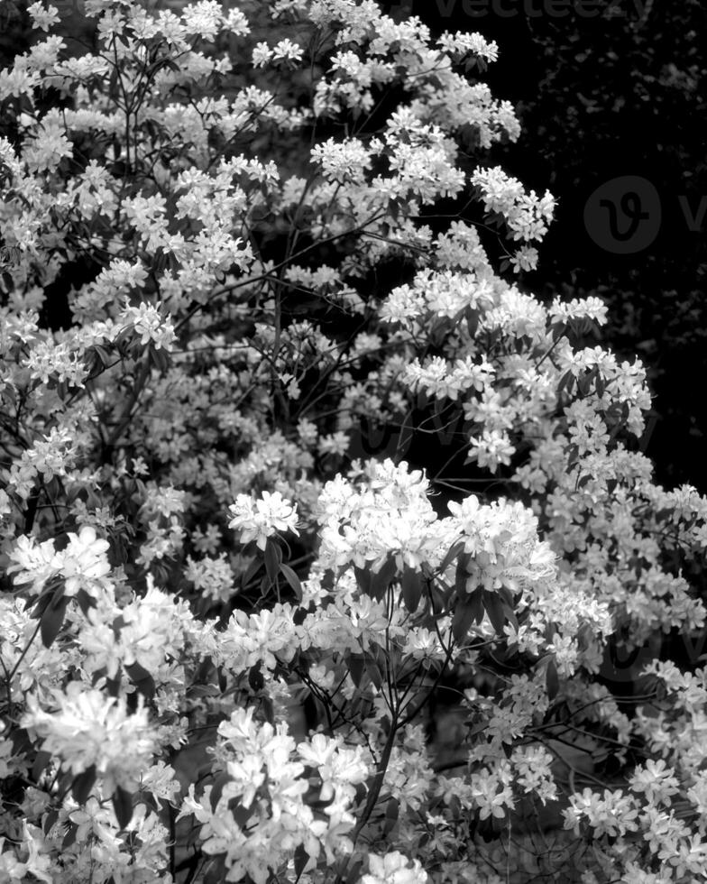 Flowers black and white photo background. Summer flowers close view