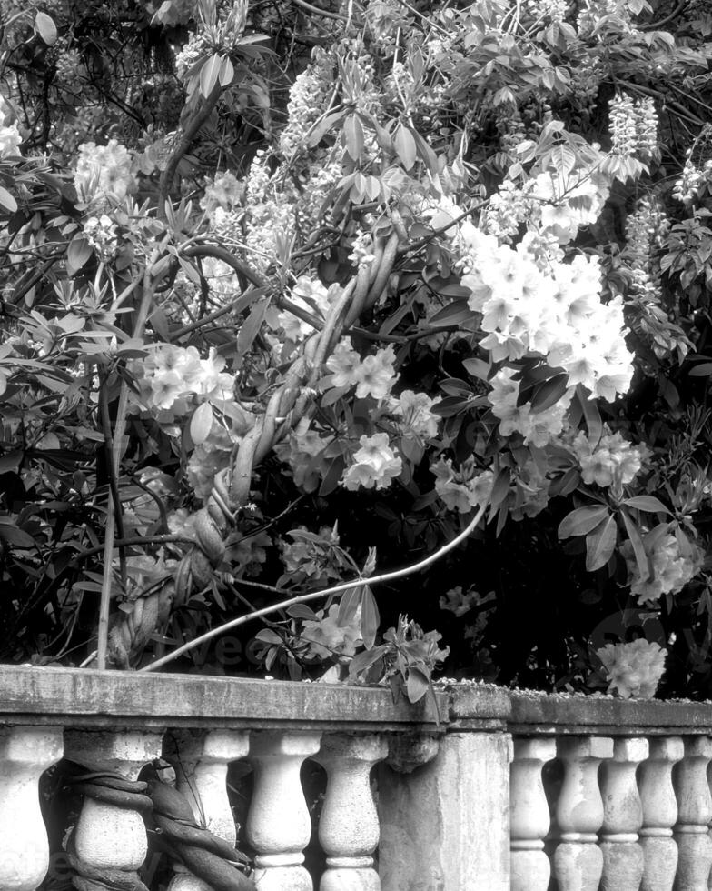 Flowers black and white photo background. Summer flowers close view