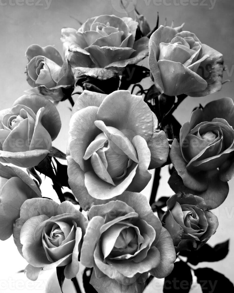 Garden black and white photo background. Spring or summer gardening with plants and flowers