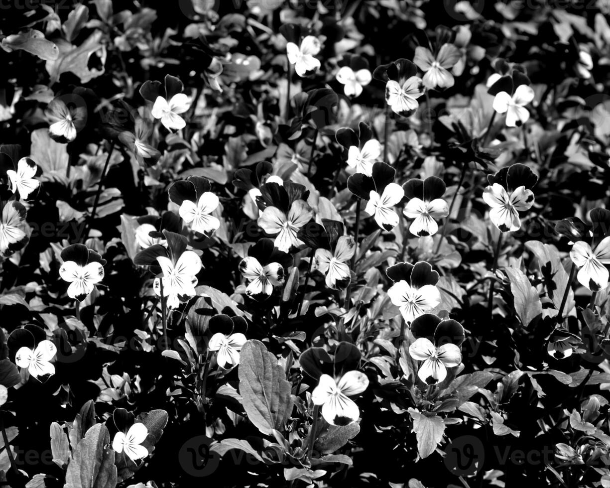 Garden black and white photo background. Spring or summer gardening with plants and flowers