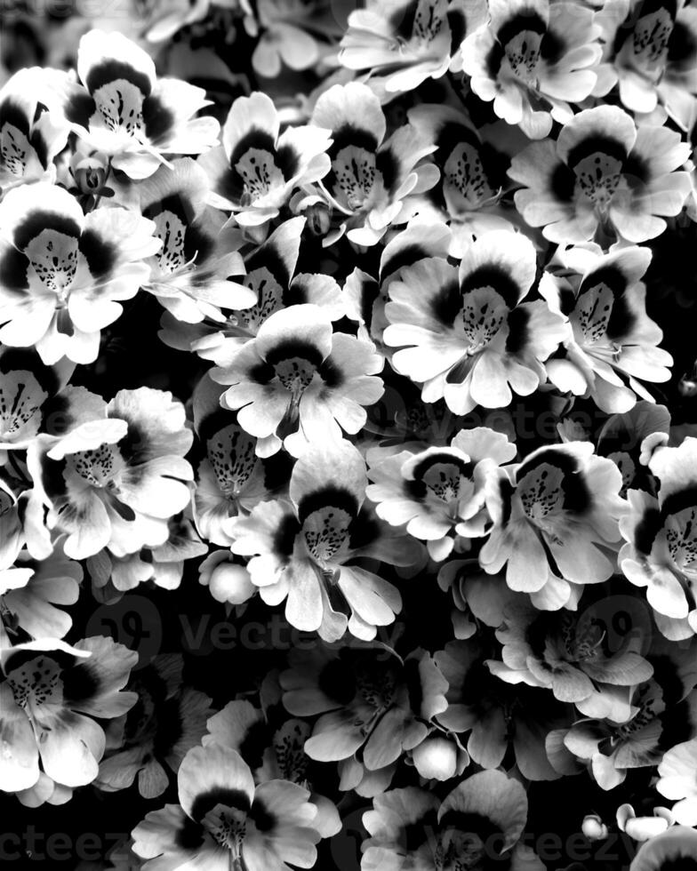 Flowers black and white photo background. Summer flowers close view