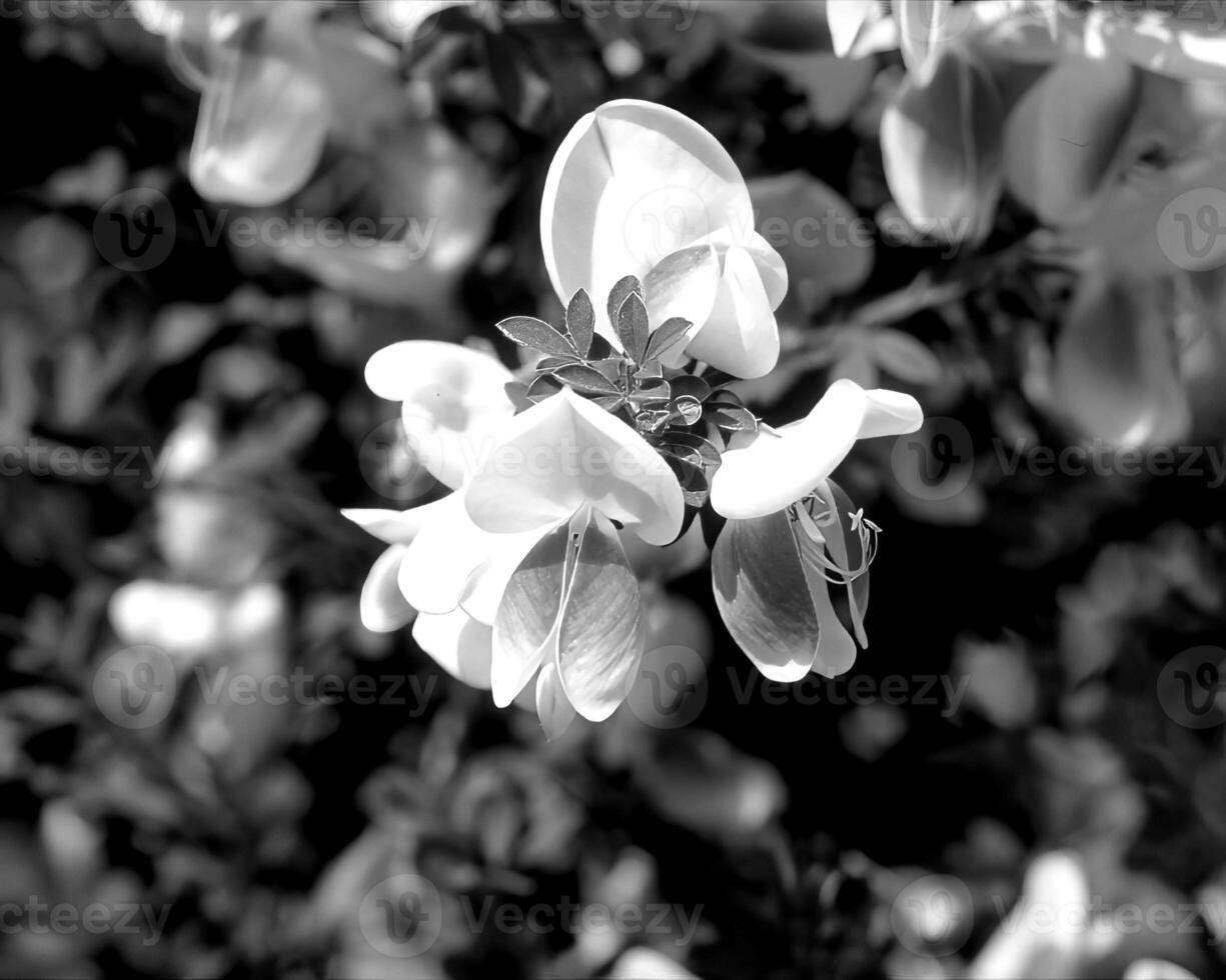 Flowers black and white photo background. Summer flowers close view