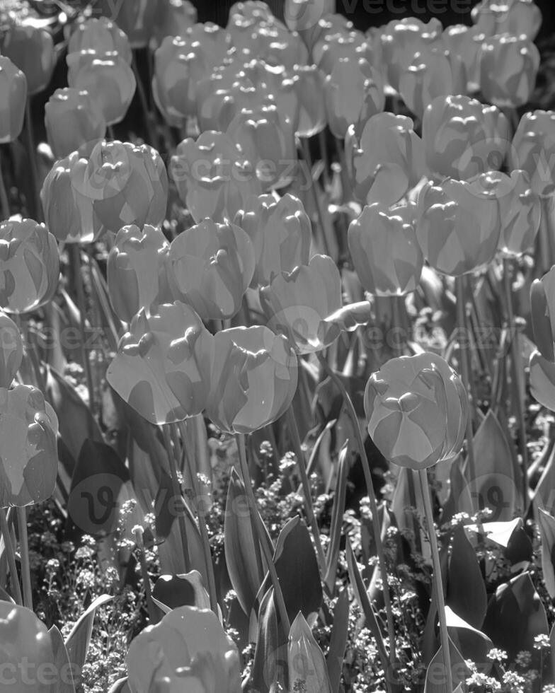 Flowers black and white photo background. Summer flowers close view