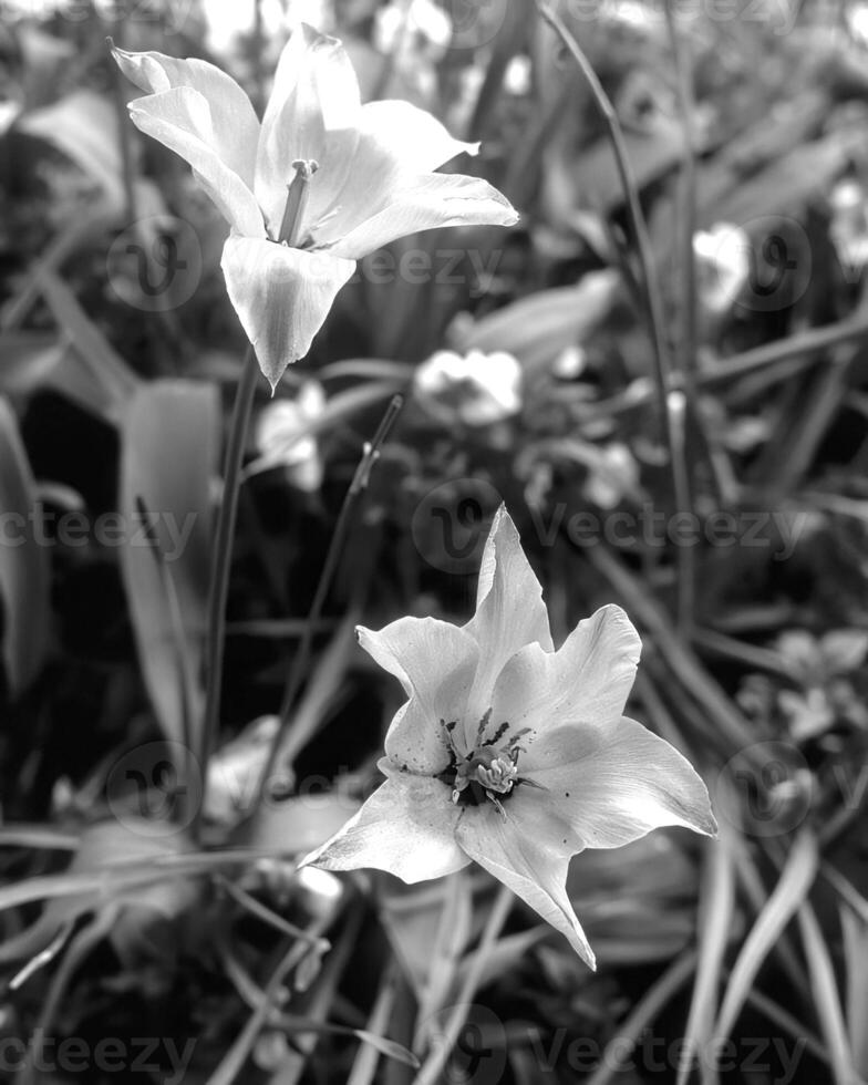 Flowers black and white photo background. Summer flowers close view