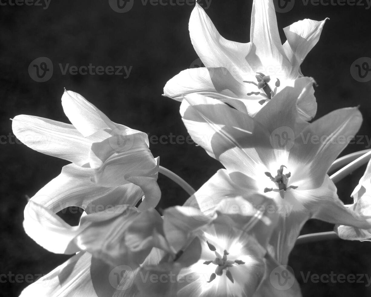 Flowers black and white photo background. Summer flowers close view