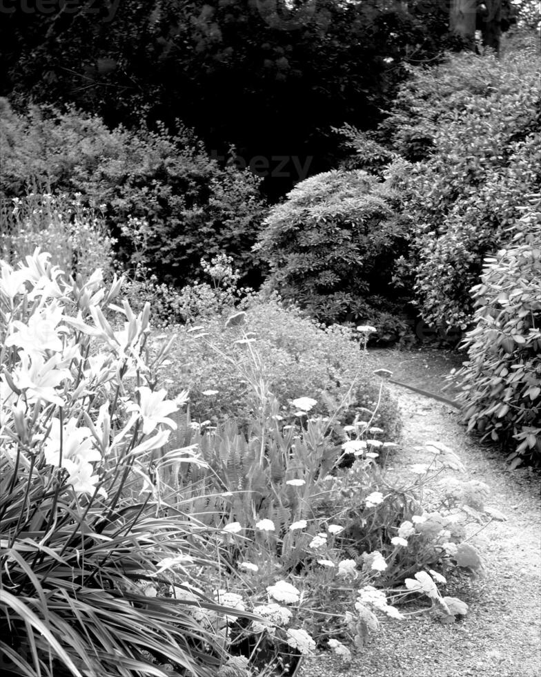 Garden black and white photo background. Spring or summer gardening with plants and flowers