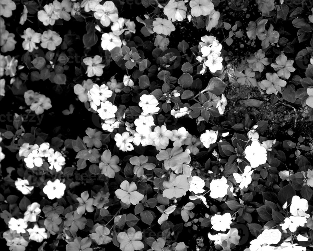 Garden black and white photo background. Spring or summer gardening with plants and flowers