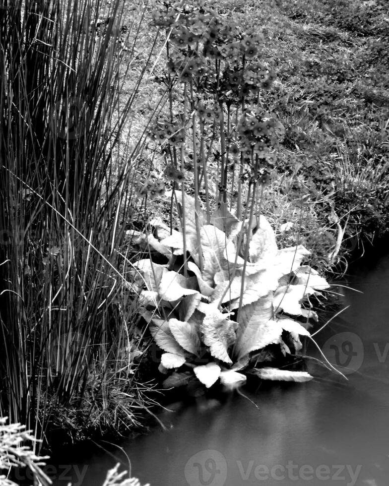 Lake a forest landscape black and white photo background, natural waterscape