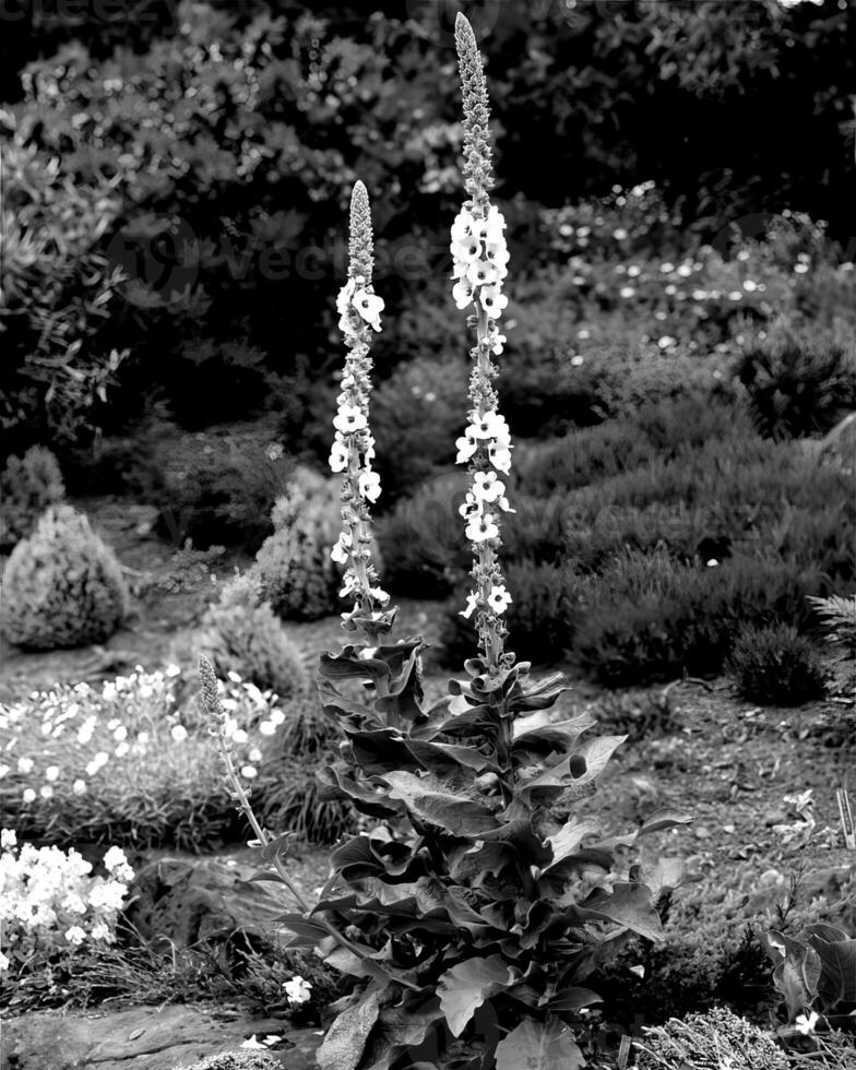 Garden black and white photo background. Spring or summer gardening with plants and flowers