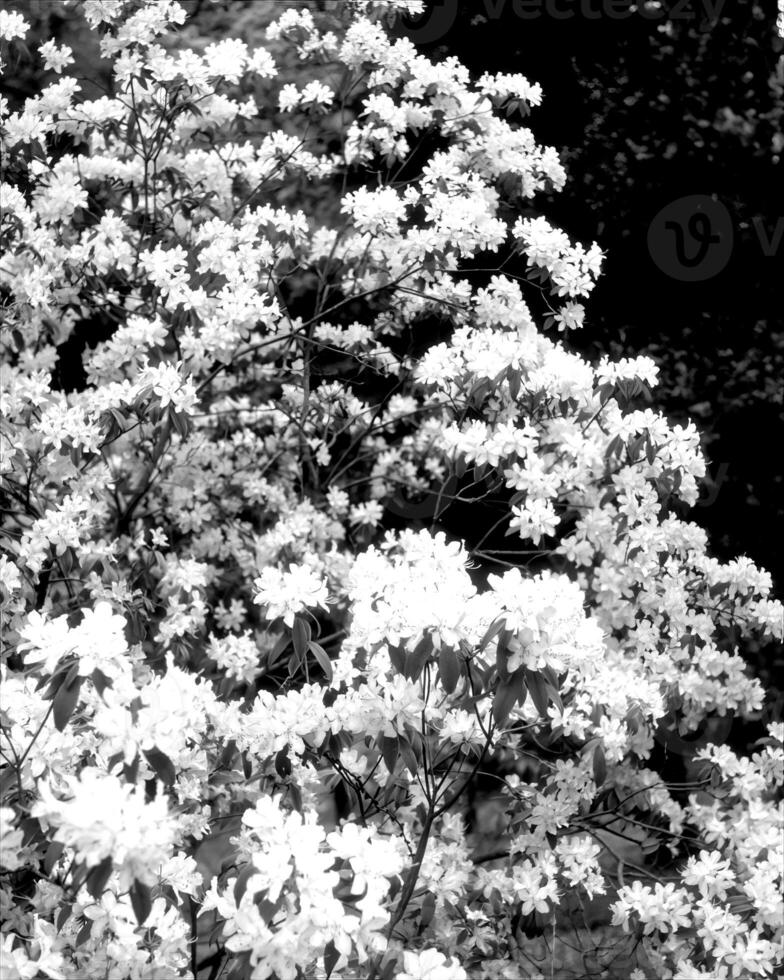 Garden black and white photo background. Spring or summer gardening with plants and flowers
