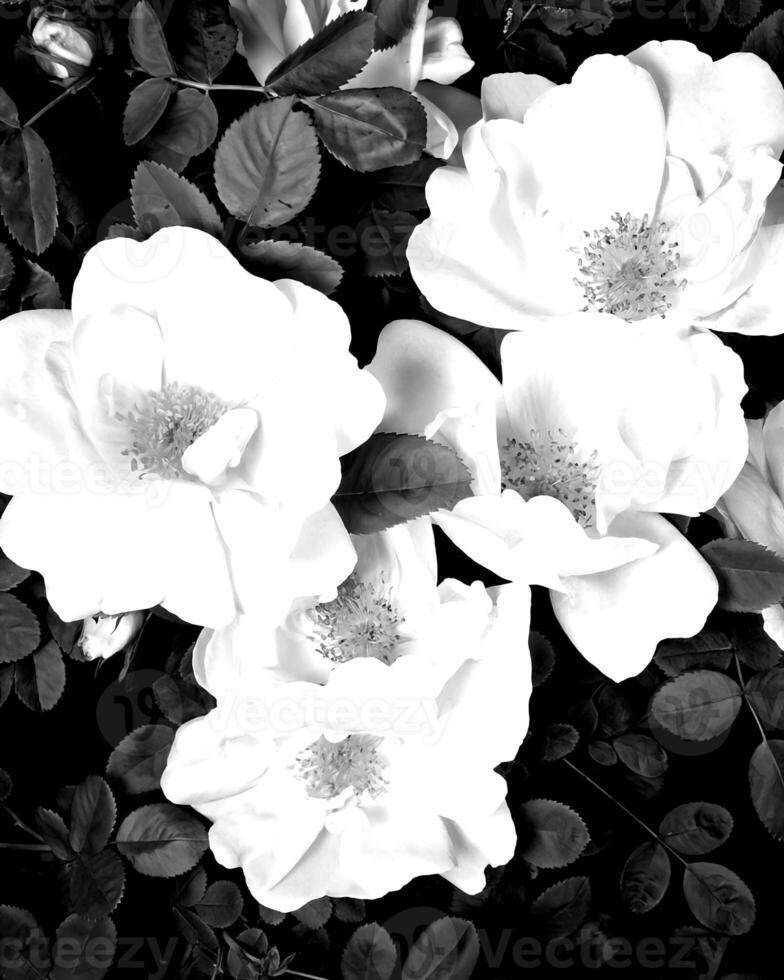 Garden black and white photo background. Spring or summer gardening with plants and flowers