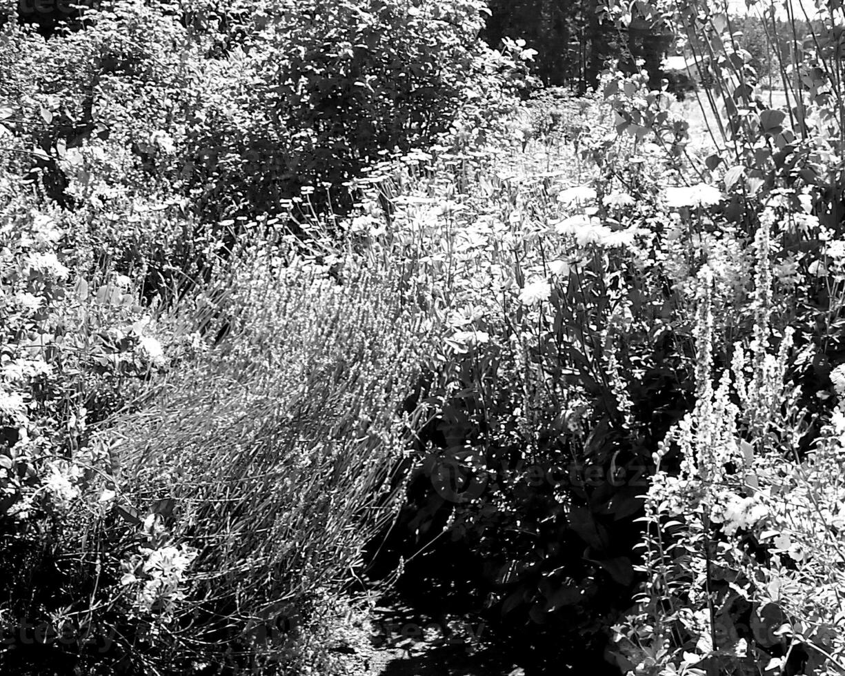Garden black and white photo background. Spring or summer gardening with plants and flowers