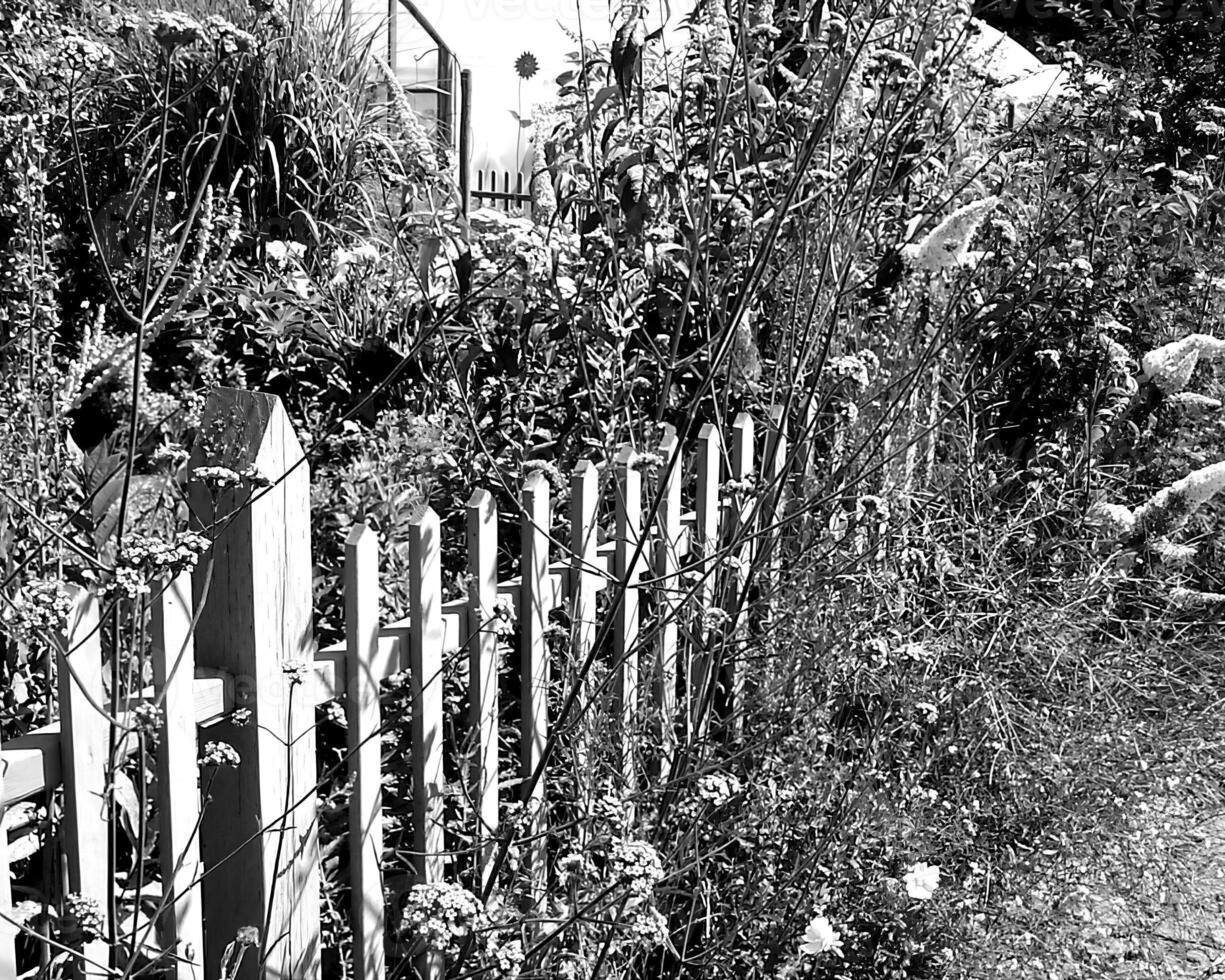 Garden black and white photo background. Spring or summer gardening with plants and flowers