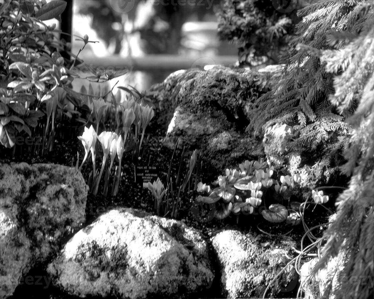 Garden background. Spring or summer gardening with plants and flowers photo
