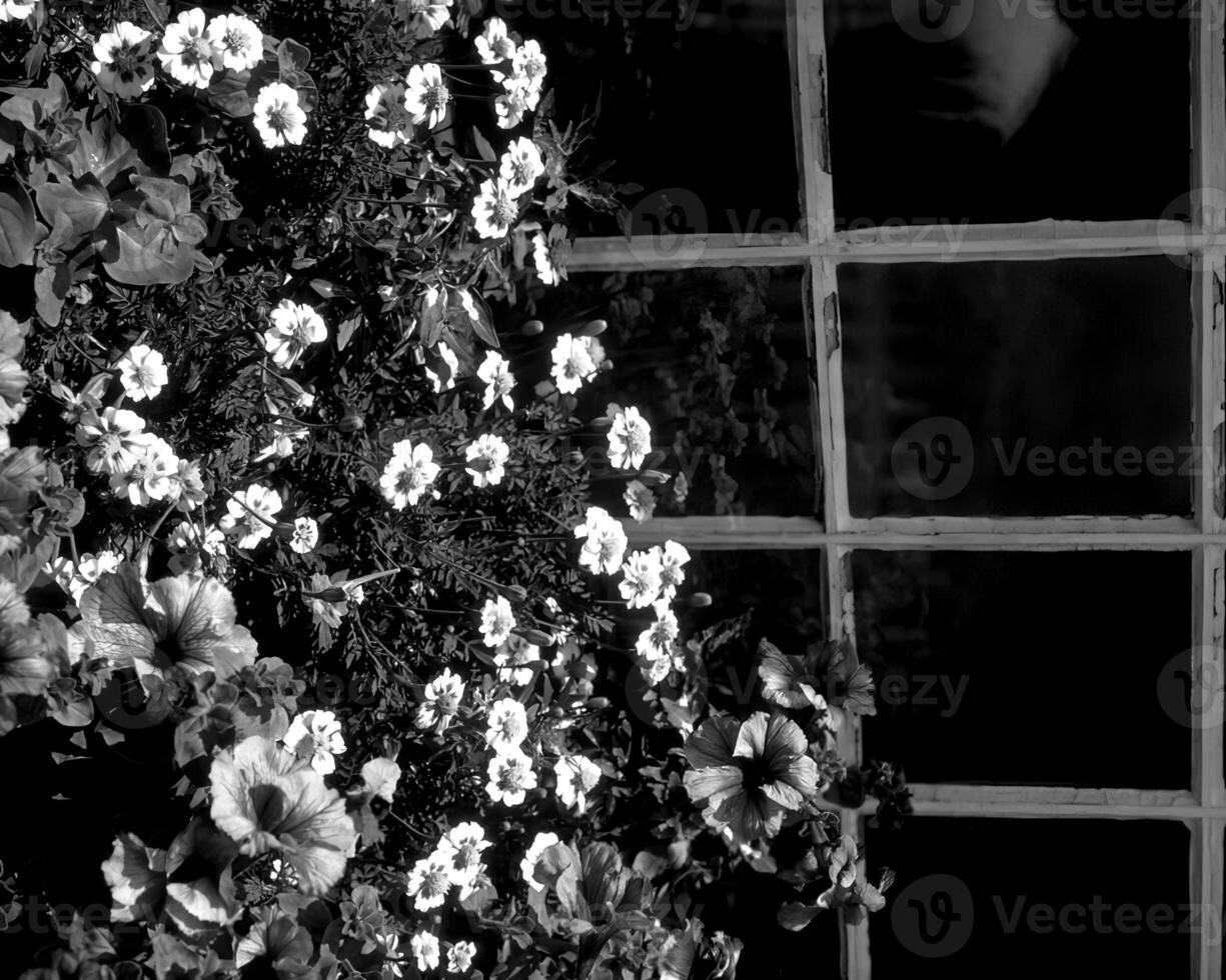 Garden background. Spring or summer gardening with plants and flowers photo