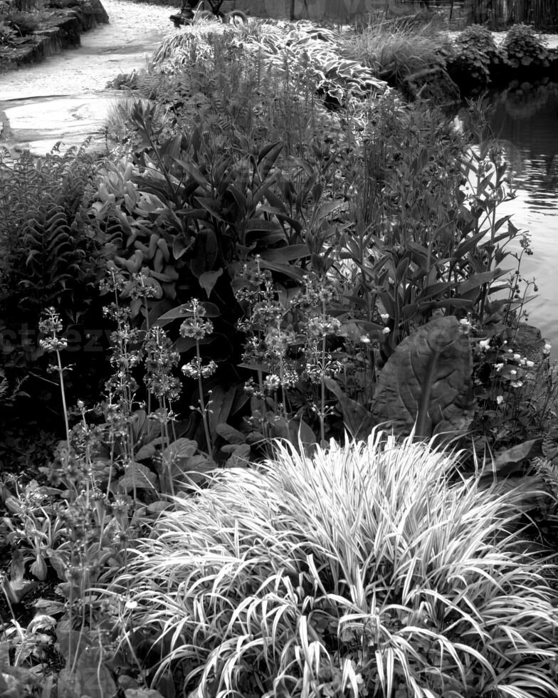 Garden background. Spring or summer gardening with plants and flowers photo