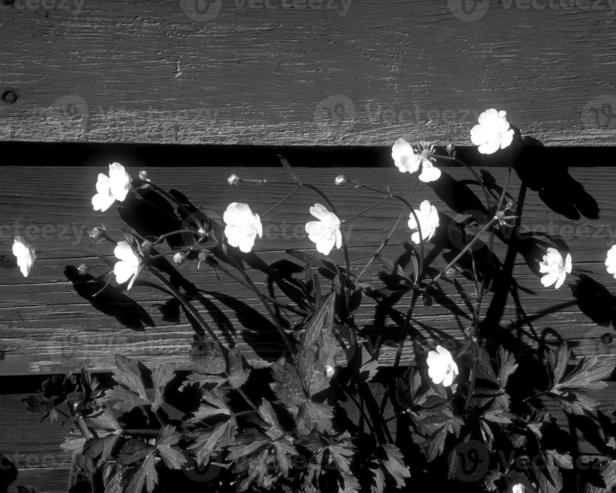 Garden background. Spring or summer gardening with plants and flowers photo